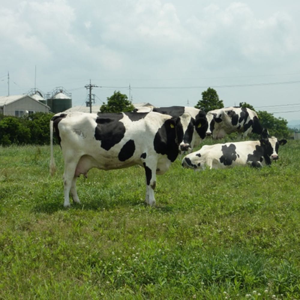 ≪ホリ乳業≫ 河北潟A2牧場牛乳1000ml 6本 【石川県 A2ミルク 日本A2ミルク協会認定 牛乳新時代 話題 牧場牛乳 成分無調整、生乳100%使用】