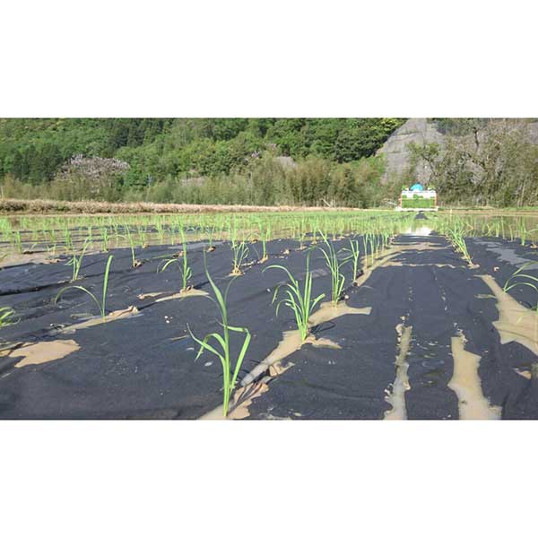 ≪ジャパンファーム≫ 令和6年産 有機栽培こしひかり5kg【石川県産 数量限定 有機JAS認定 無農薬 おとりよせ おすすめ】