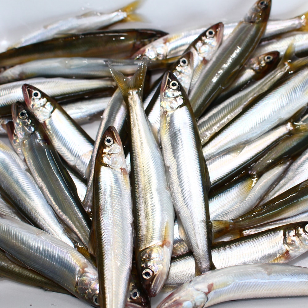 ≪アゼット≫琵琶湖産天然小鮎（冷凍）【滋賀県産 天然鮎 冷凍鮎