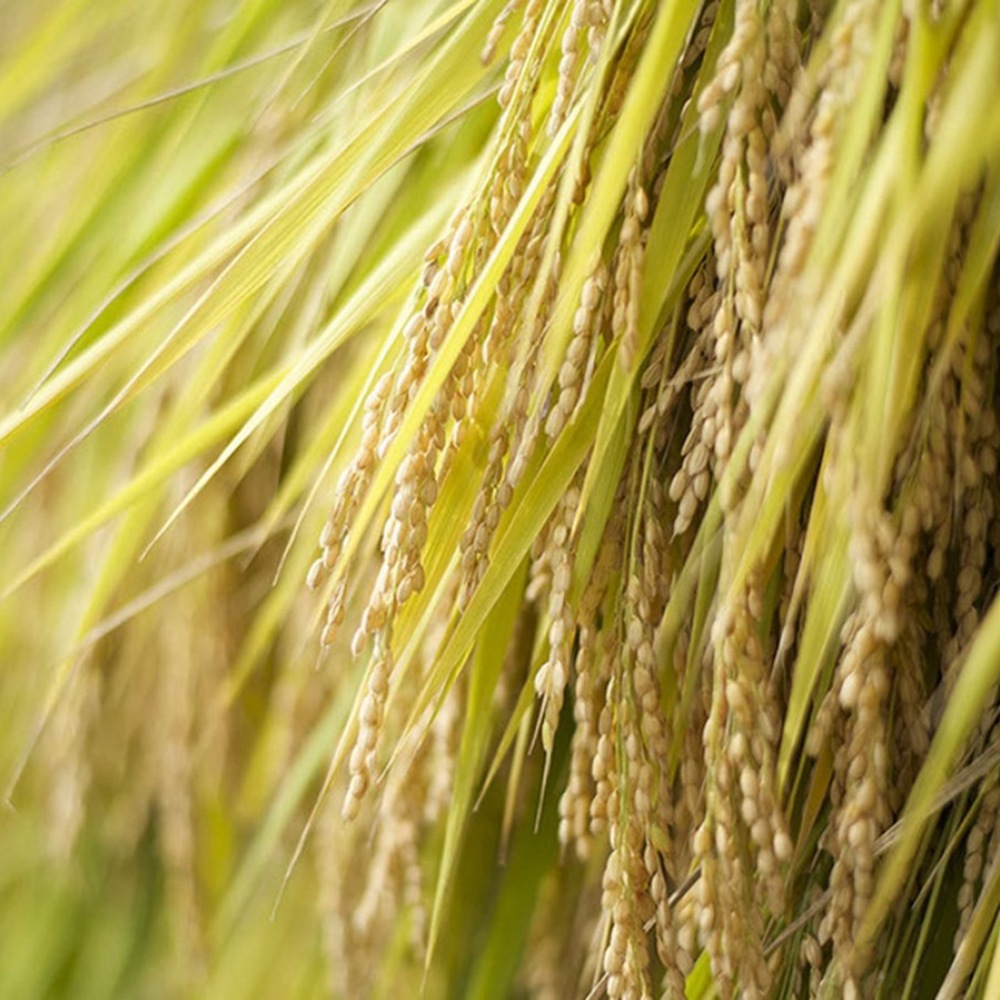 ≪いい道の駅 のと千里浜≫令和7年産新米 能登 羽咋市産 こしひかり 精米 3kg/10kg 【ブランド米 能登 里山里海 日本海 白米 寿司 おこわ リゾット お取り寄せ 旨味】