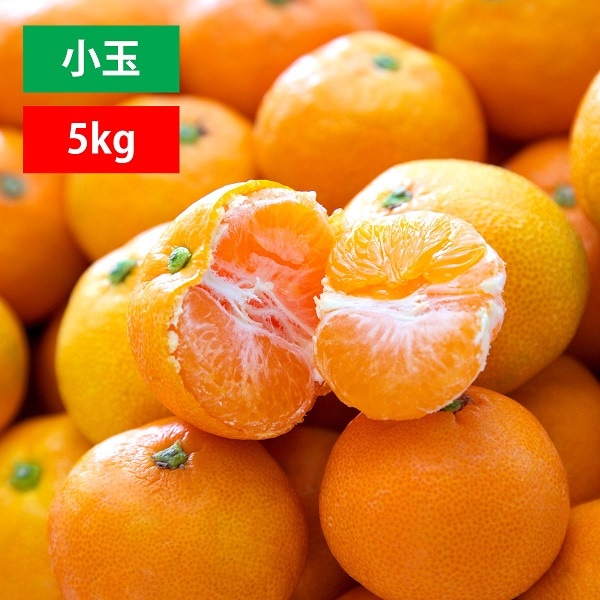 愛媛みかん 小玉 訳あり 5kg