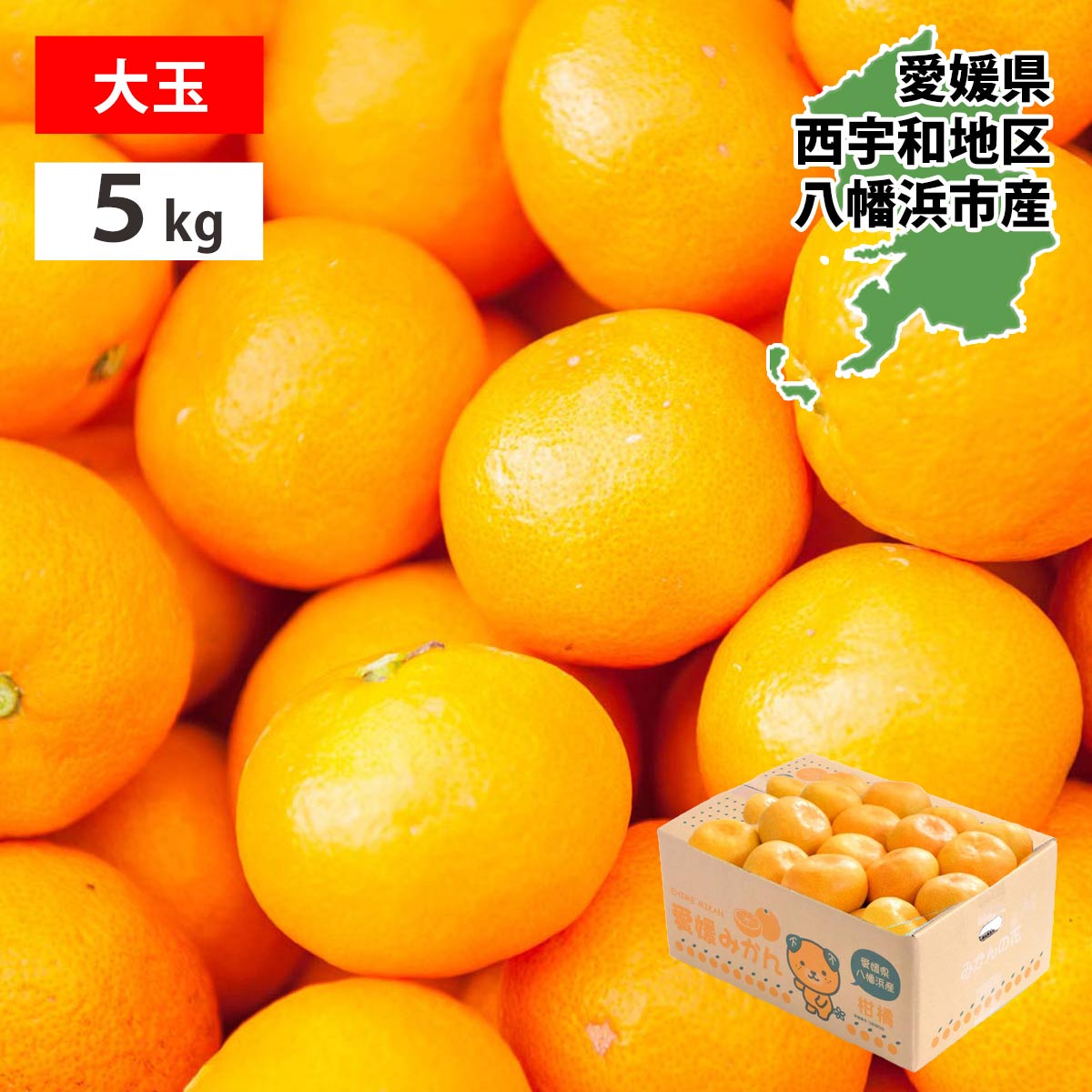 愛媛みかん 大玉 5kg