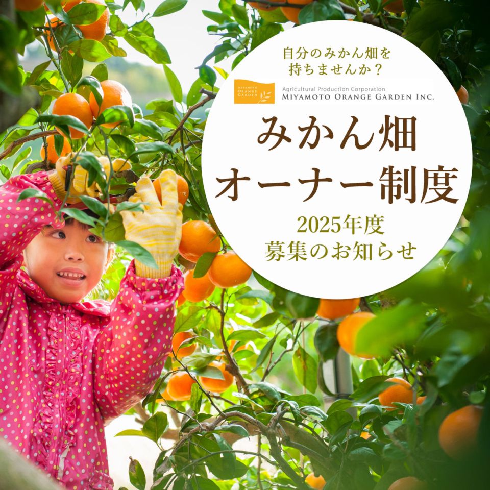 みかん畑 オーナー制度