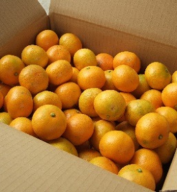 佐賀県の有明海に面する佐藤農場で育てられた安心安全な有機栽培