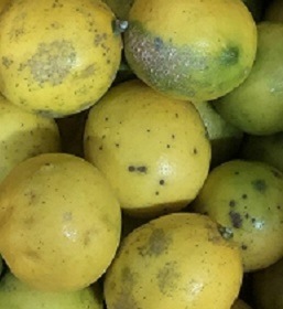 �ʤ󤸤㤳��㡪ͭ���ޥ��䡼����ڣ�������