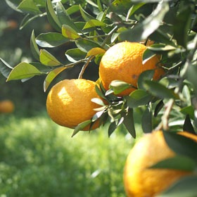 有機甘夏【4kg】