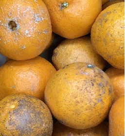 �ʤ󤸤㤳��㡪ͭ���ݤ󤫤�ڣ�����