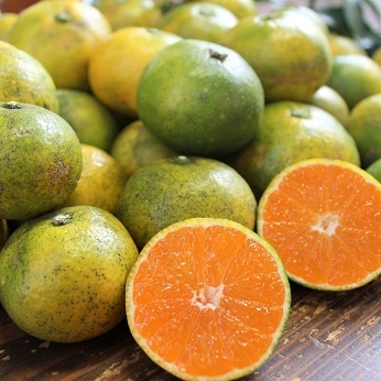 �ʤ󤸤㤳��㡪ͭ�������������ߤ���ڣ�����