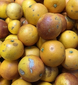 �ʤ󤸤㤳��㡪�֥�åɥ���󥸢�ž��������ڣ�������