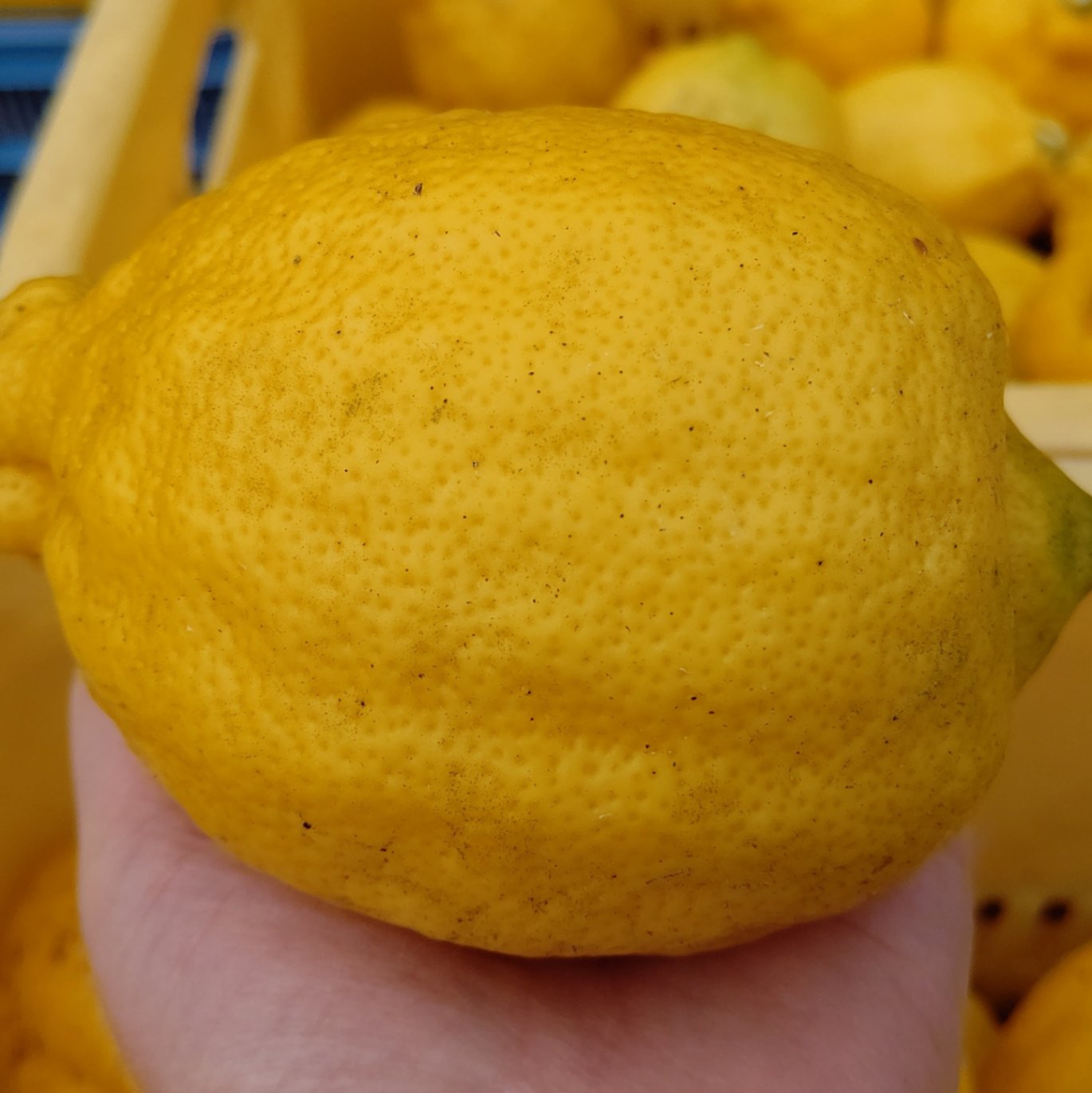 佐賀県産！有機栽培マイヤーレモンを産地直送でお届けします。