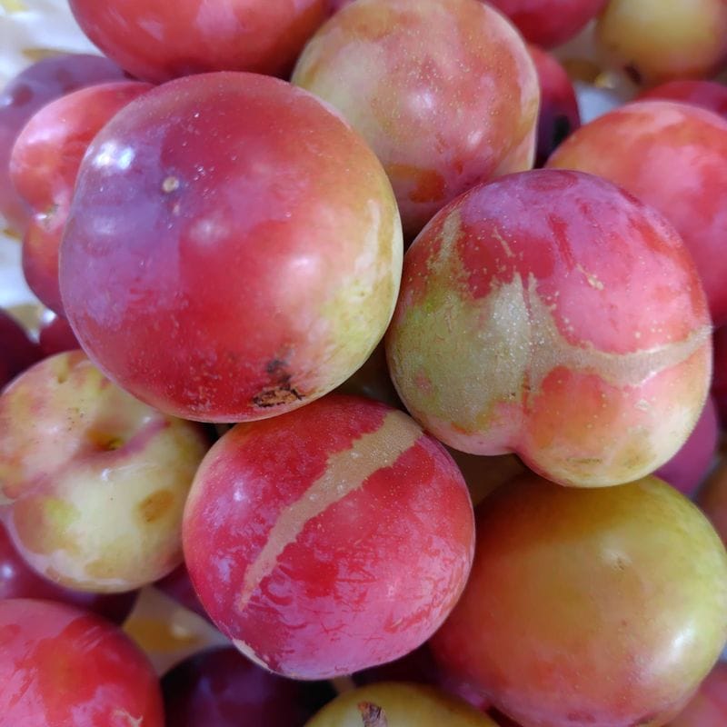 �ʤ󤸤㤳��㡪ͭ������⣴����