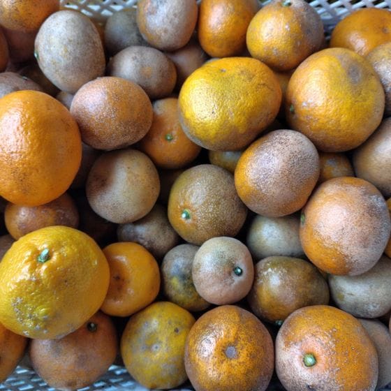 みかん・ドライフルーツ・アイスクリームの通販｜鹿島みかん村【公式】