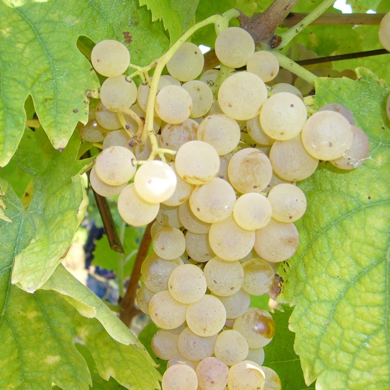 【ギフト箱入り】三笠会館ハウスワイン[オルトネーゼ]（紅白セット）