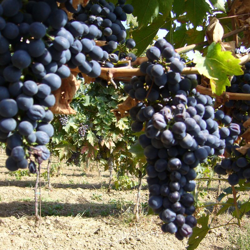 【通常価格より2000円お得な定期便】≪送料無料≫６本三笠会館ハウスワイン[オルトネーゼ]イタリア産 ≪組み合わせ自由≫