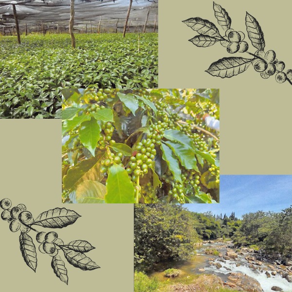 ��12��θ���Ʀ���쥯�����ۥɥߥ˥� �ϥ�Х��� �����å���� 100g