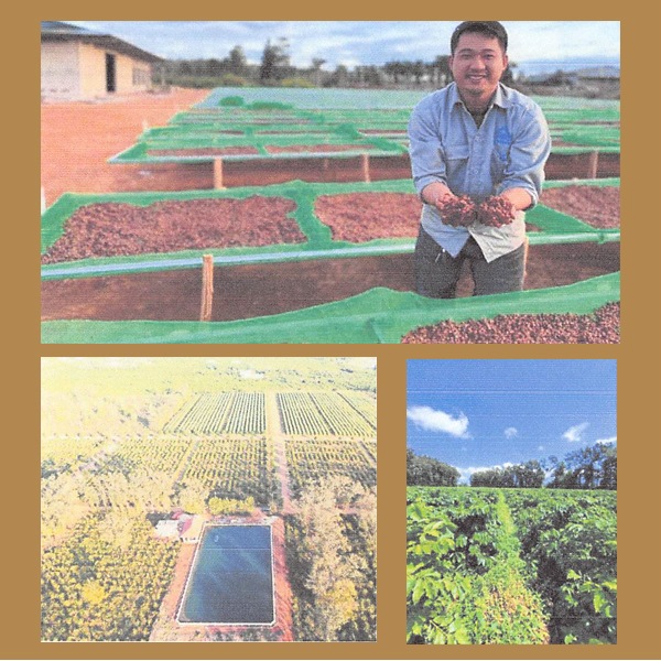 ��3��θ���Ʀ���쥯�����ۥ٥ȥʥ� ��������� �ե�������֥��� 100g