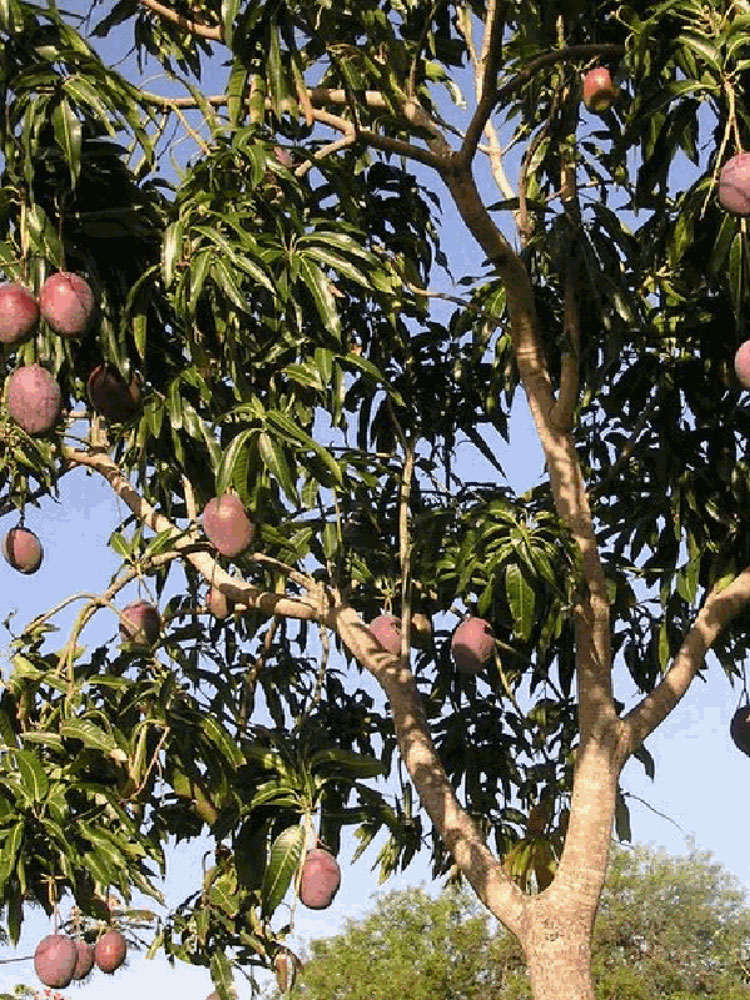 �Х��������� �ɥ饤 �ޥ󥴡� 60g