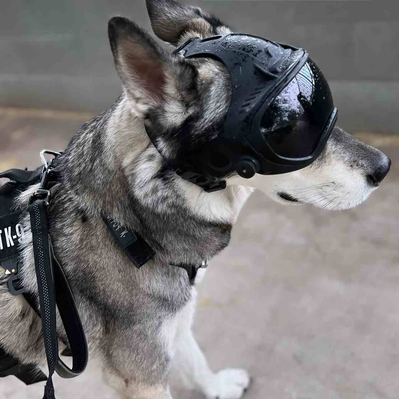 DARKFIGHTER K9 Helmet Kit - Gen5 Dark Systems ƹ񷳻Ǽʥ֥ Ź