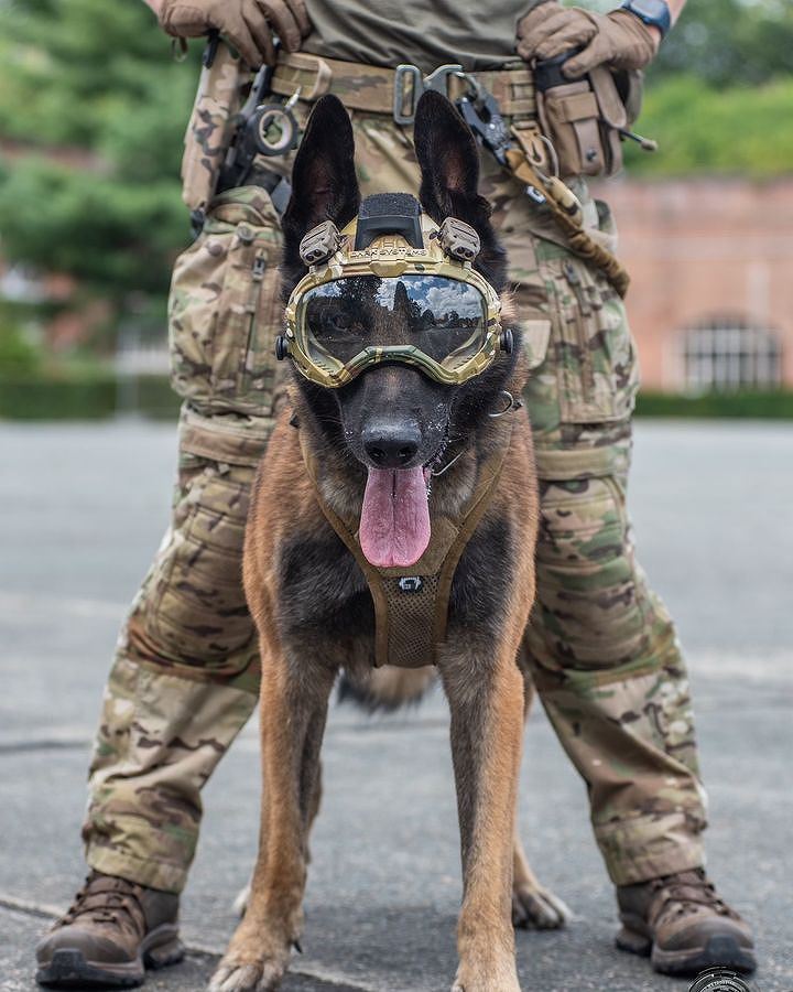 DARKFIGHTER K9 Helmet Kit - Gen5 Dark Systems ƹ񷳻Ǽʥ֥ Ź