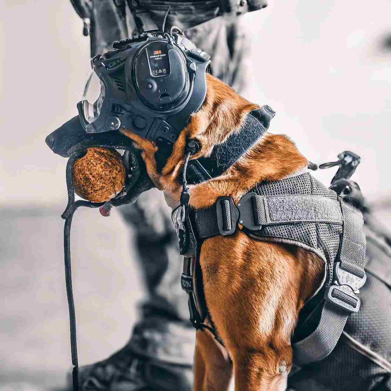 DARKFIGHTER K9 Helmet Kit - Gen5 Dark Systems ƹ񷳻Ǽʥ֥ Ź