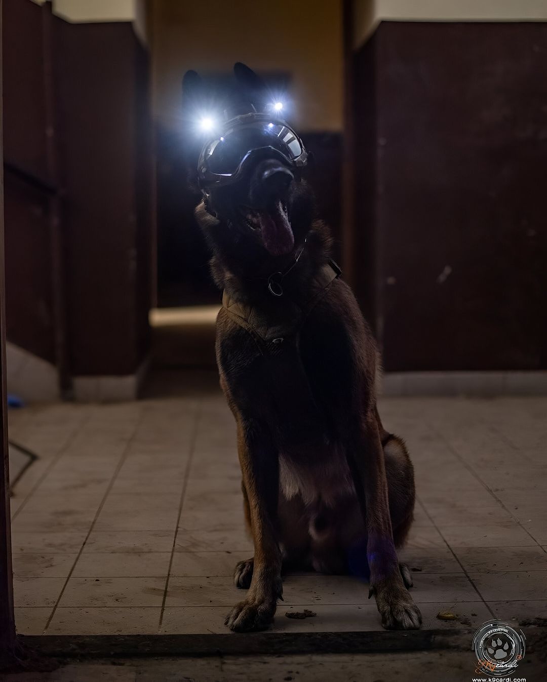 DARKFIGHTER K9 Helmet Kit - Gen5 Dark Systems ƹ񷳻Ǽʥ֥ Ź