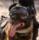 DARKFIGHTER K9 Helmet Kit - Gen5 Dark Systems ƹ񷳻Ǽʥ֥ Ź
