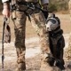 DARKFIGHTER K9 Helmet Kit - Gen5 Dark Systems ƹ񷳻Ǽʥ֥ Ź