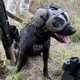 DARKFIGHTER K9 Helmet Kit - Gen5 Dark Systems ƹ񷳻Ǽʥ֥ Ź