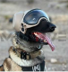 DARKFIGHTER K9 Helmet Kit - Gen5 Dark Systems ƹ񷳻Ǽʥ֥ Ź