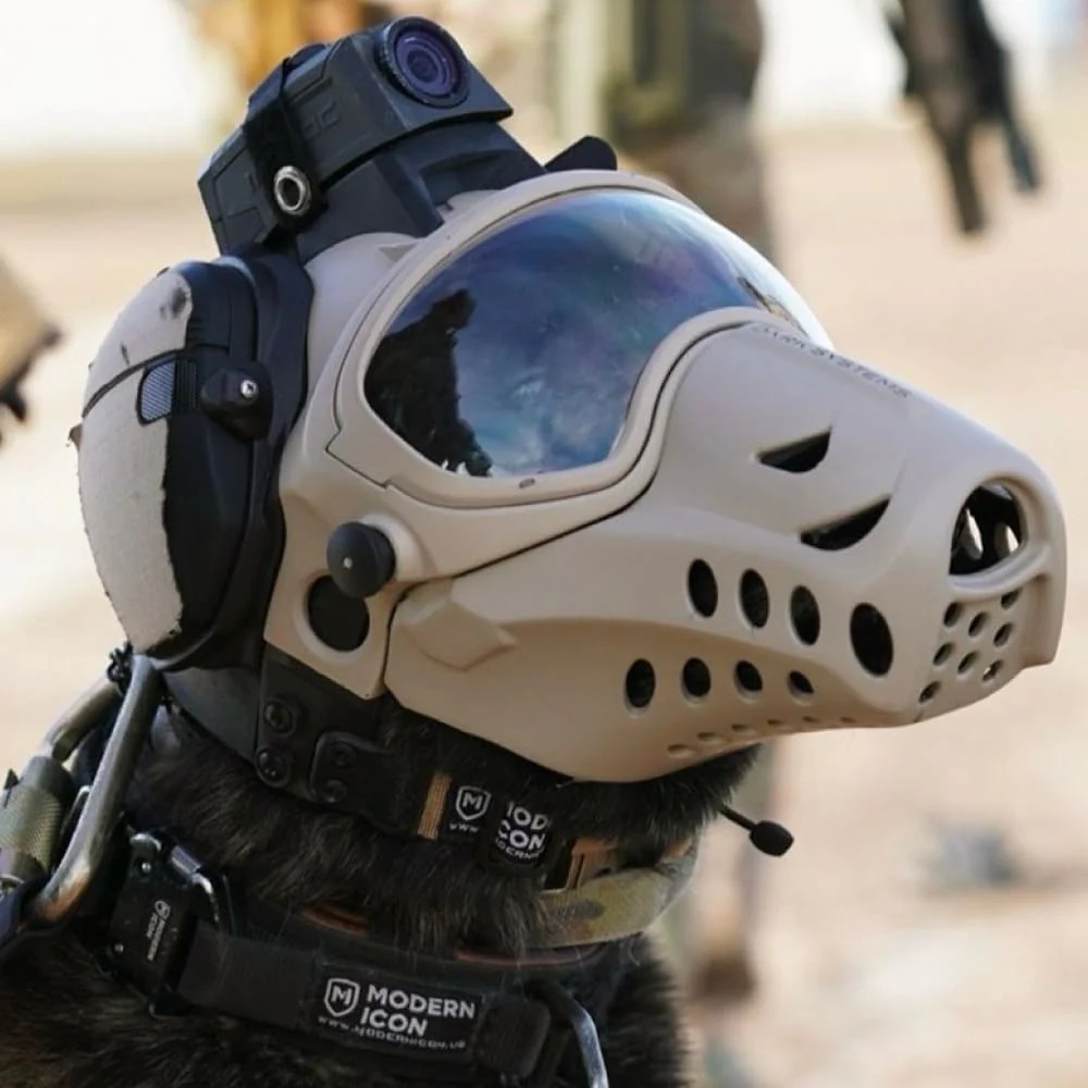 DarkFighter Collar with COBRA���Buckle ���� ���åץ��졼�� COBRA �Хå����դ� Dark Systems �ƹ񷳻�����Ǽ�ʥ֥���