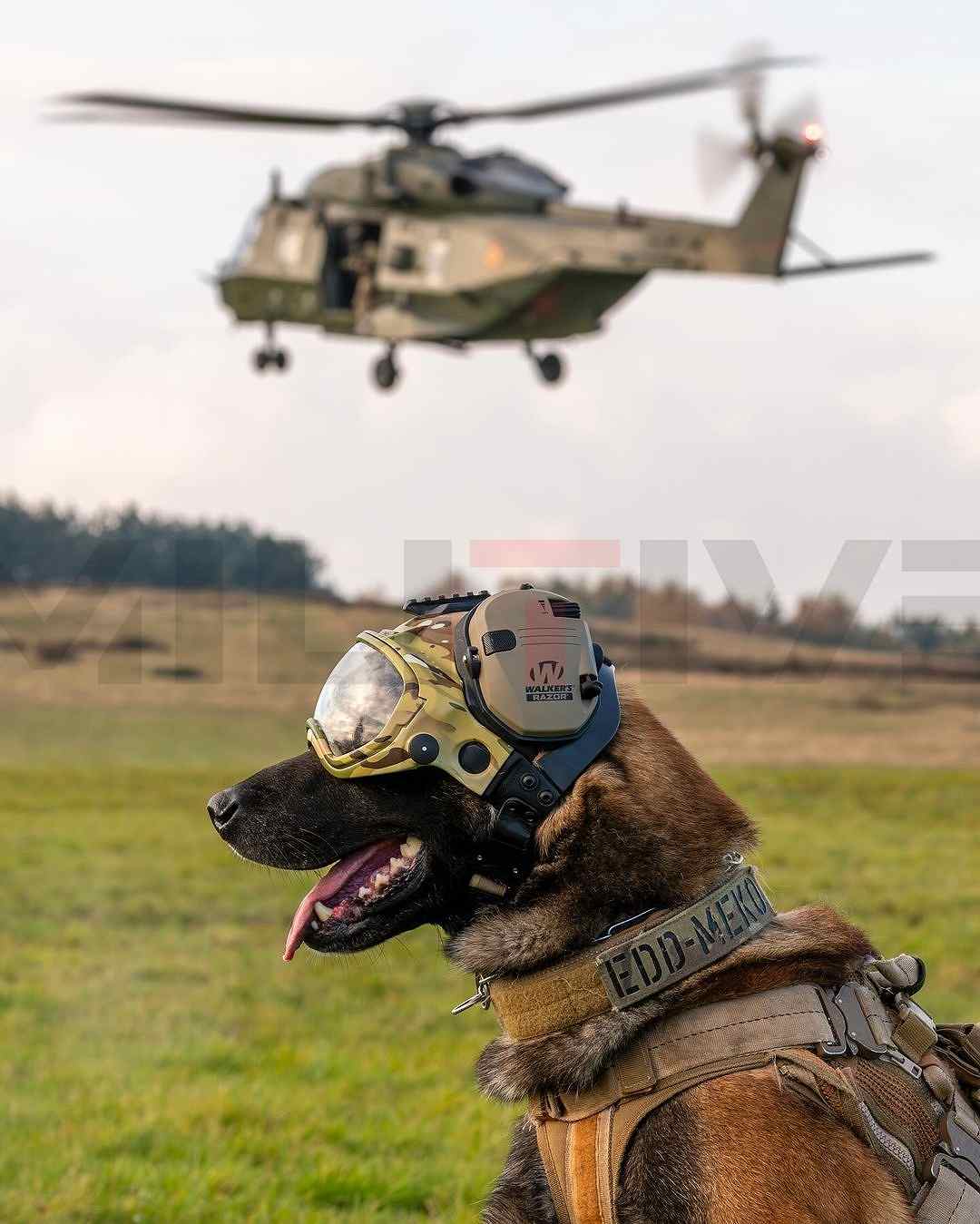 ACTIVE EAR COVERS-�Ż����楢���ƥ��֥��䡼���С�/ Walker's RAZOR Dark Systems �ƹ񷳻�����Ǽ�ʥ֥��� ����������Ź