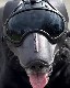 PROTECTIVE MUZZLE -�Ƽ� �ޥ���ʸ�ʭ�˥���å� Dark Systems �ƹ񷳻�����Ǽ�ʥ֥��� ����������Ź