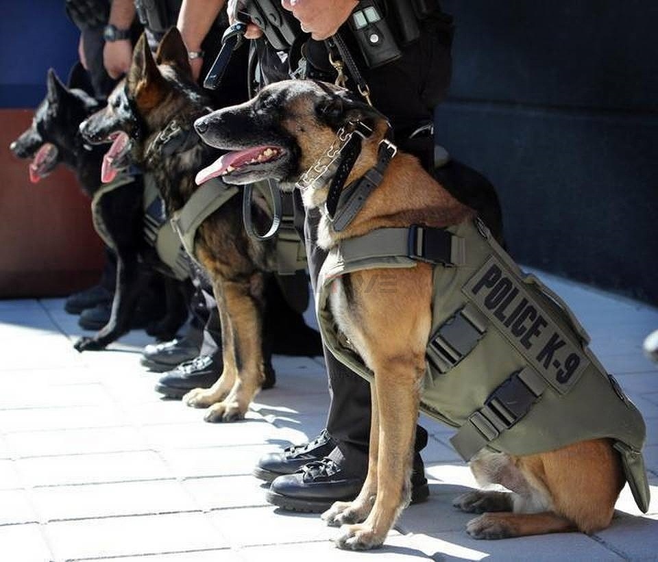 Trooper K-9 K9�ѥץ졼�ȥ���ꥢ K9 ������ ���Ѹ� / ��ʪ  �ƹ� HIGHCOM ARMOR