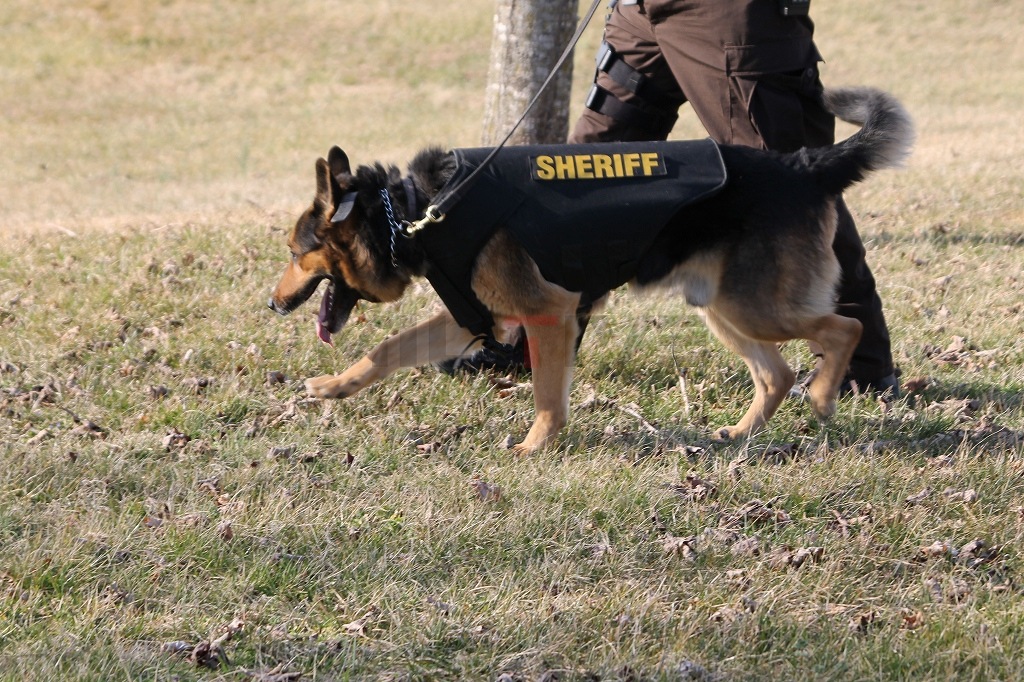 Trooper K-9 K9�ѥץ졼�ȥ���ꥢ K9 ������ ���Ѹ� / ��ʪ  �ƹ� HIGHCOM ARMOR