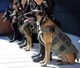 Trooper K-9 K9�ѥץ졼�ȥ���ꥢ K9 ������ ���Ѹ� / ��ʪ  �ƹ� HIGHCOM ARMOR