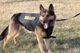 Trooper K-9 K9�ѥץ졼�ȥ���ꥢ K9 ������ ���Ѹ� / ��ʪ  �ƹ� HIGHCOM ARMOR