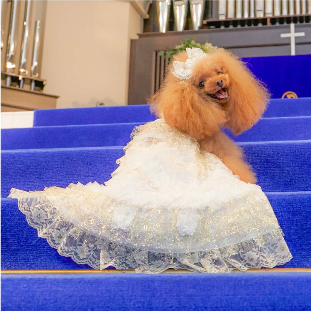 ピンクドレス ドッグドレス [2way dress] XS-L サイズ展開