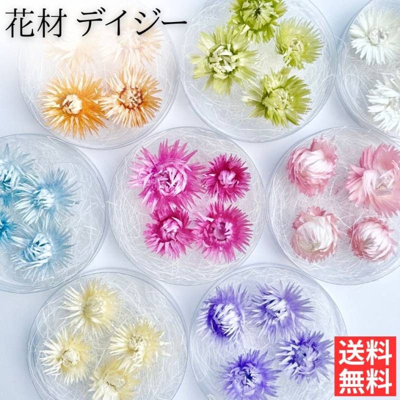 ハーバリウム 花材 デイジー ブリザーブドフラワー 中身が見えるクリアケースに入っています 横浜ハーバリウム弐番店