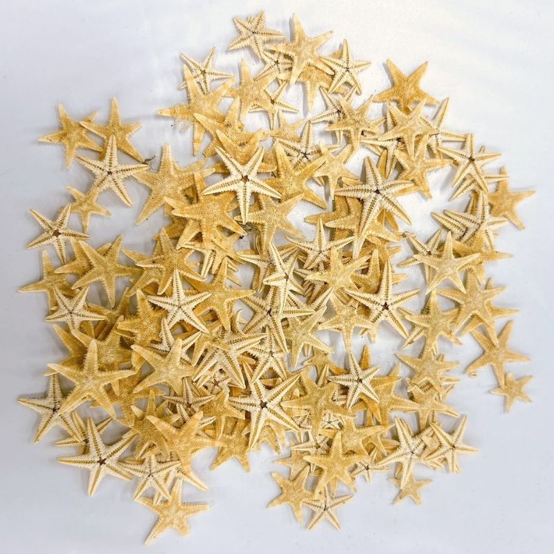 テクスチャ材 ヒトデ レジンアートやハーバリウムの作成に使います