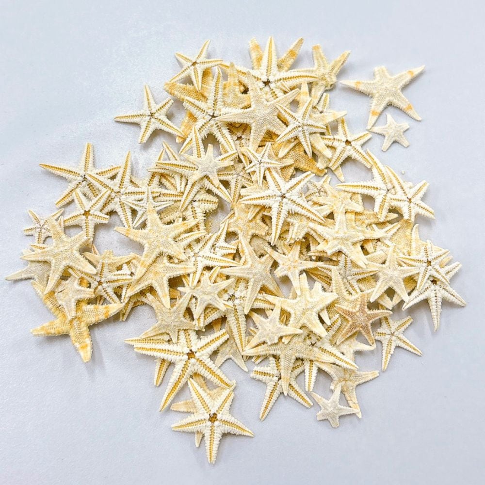 テクスチャ材 ヒトデ レジンアートやハーバリウムの作成に使います