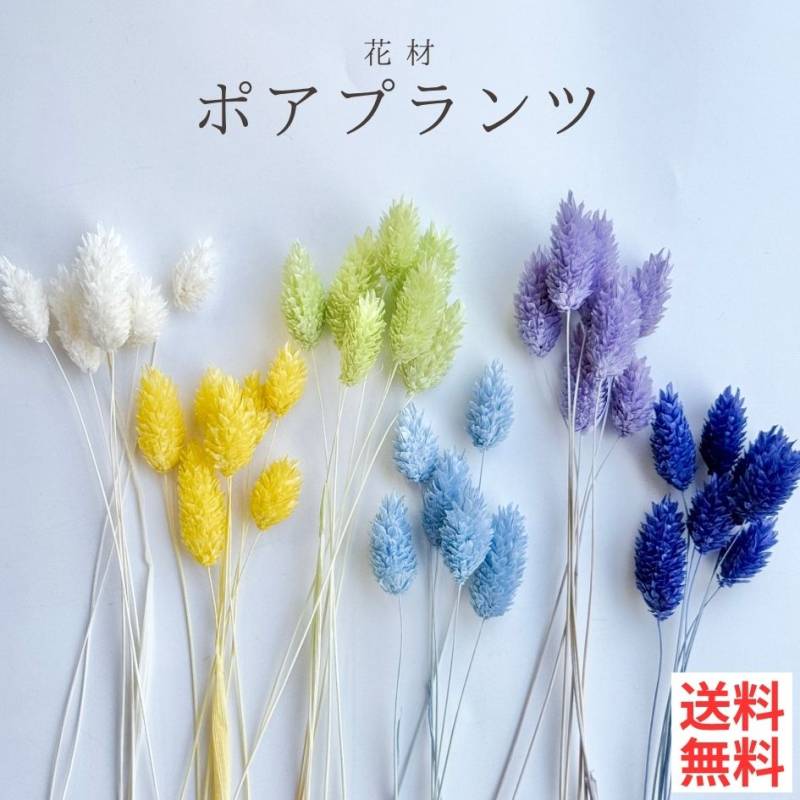 ハーバリウム 花材 ポアプランツ ブリザーブドフラワー 中身が見えるクリアケースに入っています 横浜ハーバリウム弐番店