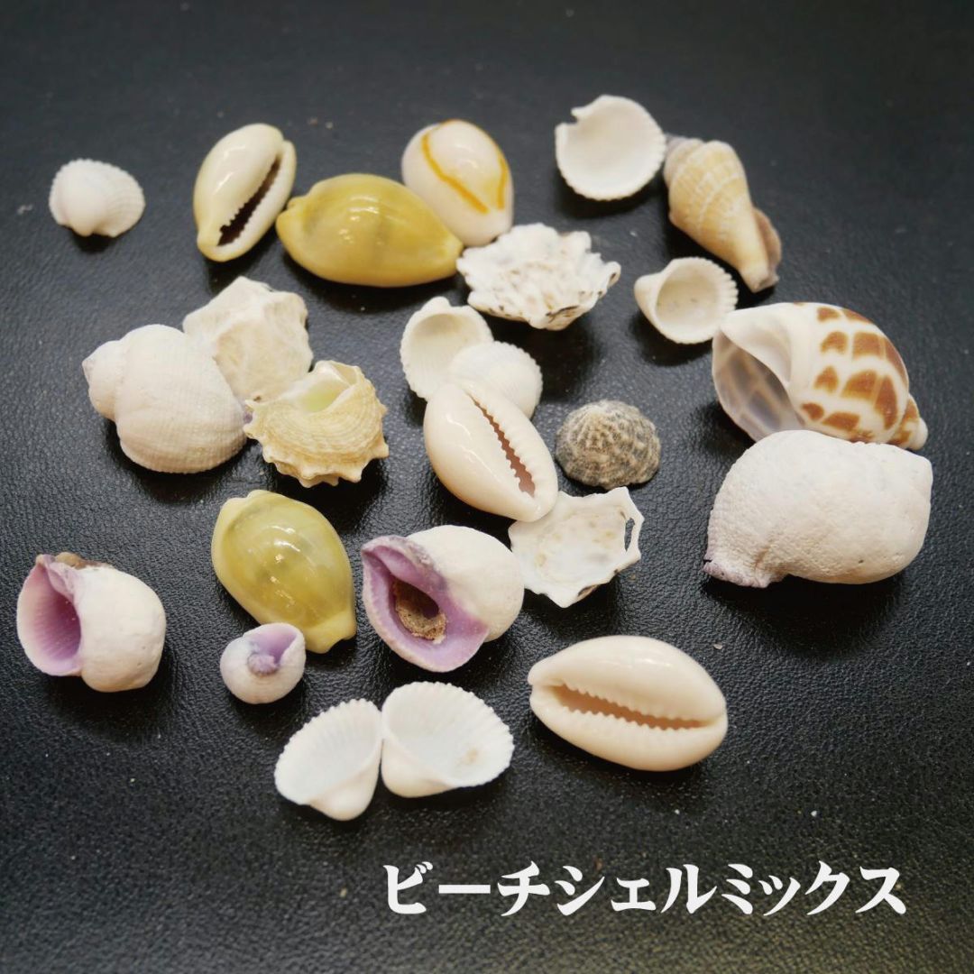 テクスチャ材 貝 ヒトデ サンゴ