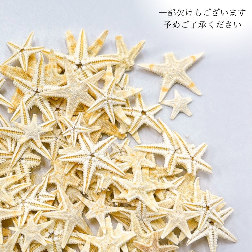 テクスチャ材 ヒトデ レジンアートやハーバリウムの作成に使います