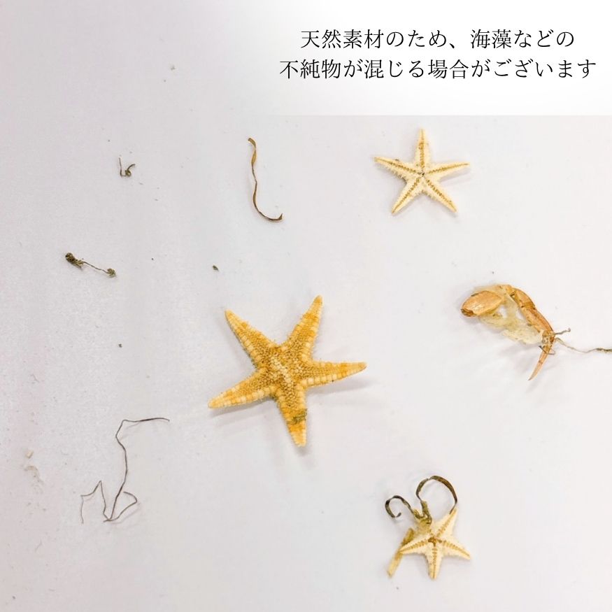 テクスチャ材 ヒトデ レジンアートやハーバリウムの作成に使います