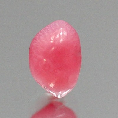 天然コンクパール 0.32ct 【カリブ海】 レディッシュピンク