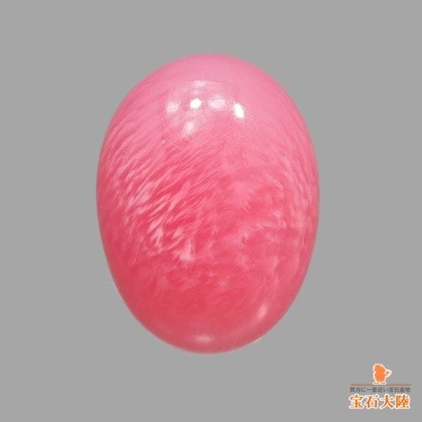 特大　コンク貝(パナマ　カリブ海産)　ピンク貝 特大 コンク貝(パナマ カリブ海産) ピンク貝