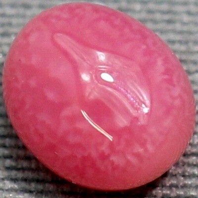 特大　コンクガイ　ピンク貝 (カリブ海産　大型　28cm) 特大 コンクガイ ピンク貝 (カリブ海産 大型 28cm)