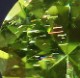 天然ペリドット 0.15ct 【隕石】 パラサイト