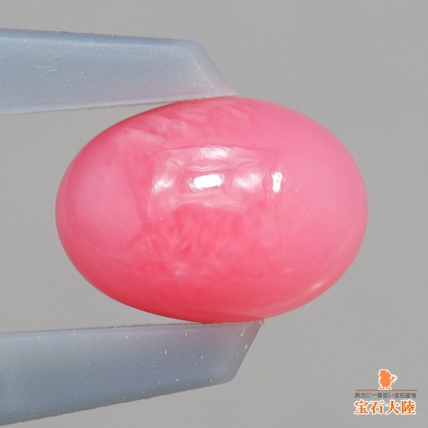 特大　コンクガイ　ピンク貝 (カリブ海産　大型　28cm) 天然コンクパール 0.55ct 【カリブ海】 ピンク