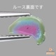 天然トリカラートルマリン 0.36ct 【パライバ】 スライス ブラジル